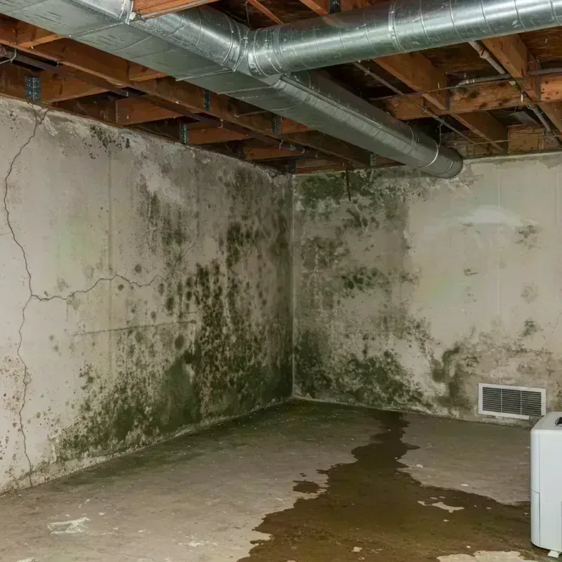 Professional Mold Removal in Oak Hill, WV